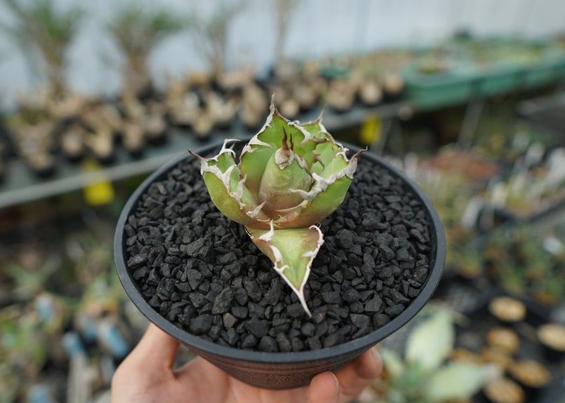 ◆アガベ！シーザー！NO.1◆ 現物》アガベ・チタノタ シーザー No.9283 3号 | | 現物販売