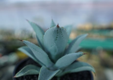 アガベ　ドラゴントゥース　Agave Dagontoes　No.6