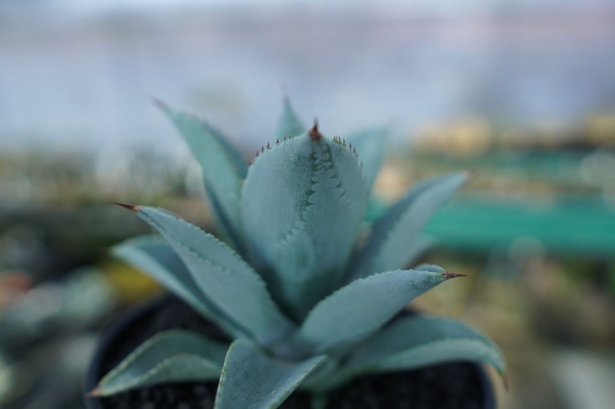 アガベ ドラゴントゥース Agave Dagontoes No.6 | mana's farm
