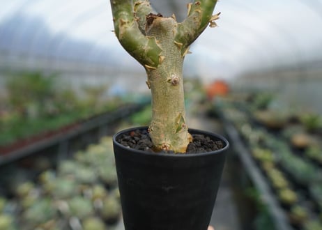 チレコドン　パニキュラータス　Tylecodon paniculatus  No.3