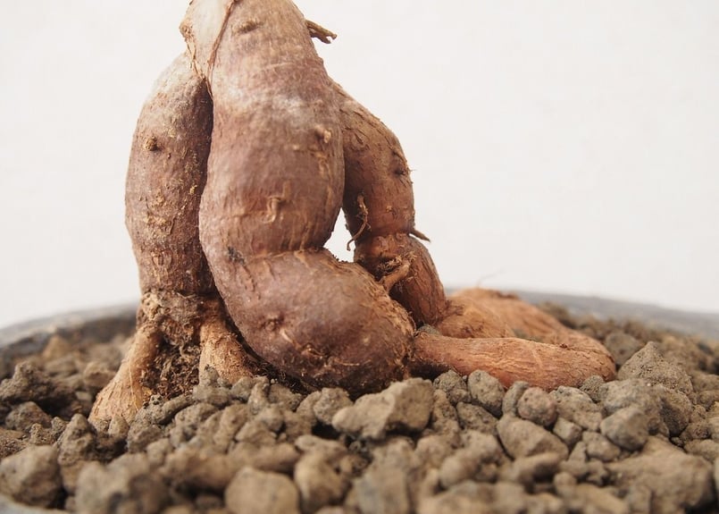 Operculicarya decaryi オペルクリカリア・デカリー no.3 | mana