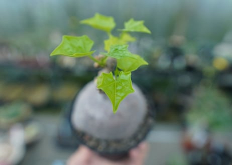 ゲラルダンサス　マクロリザス　Gerrardanthus Macrorhizus