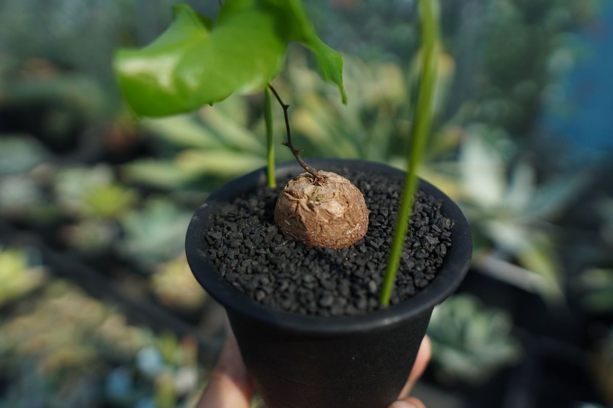 亀甲竜 Dioscorea elephantipes No.9 | mana's farm:塊