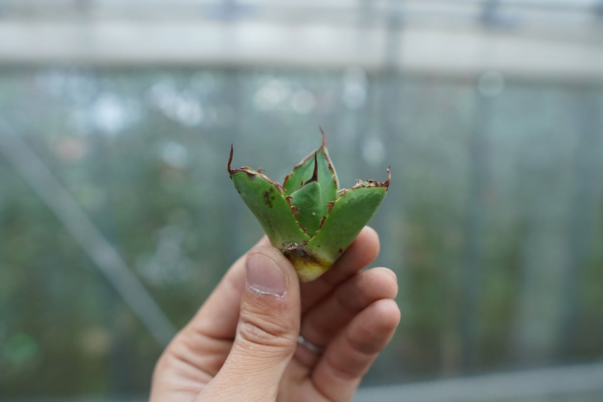 抜き苗】アガベ チタノタ 白鯨 fromイラン Agave titanota White w...