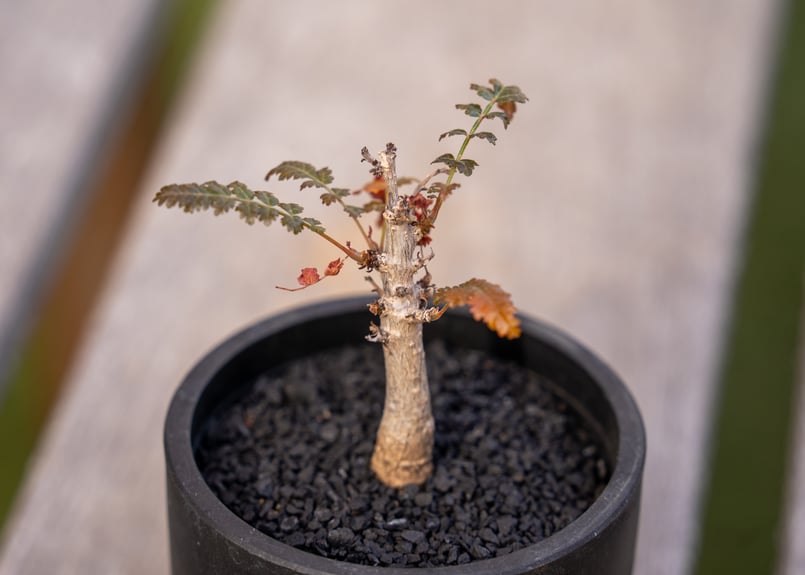 ボスウェリア　ソコトラナ　実生　希少種 ボスウェリア ソコトラナ 実生 激レア 極美種