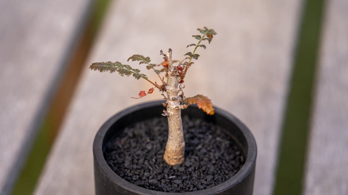 人気を誇る ボスウェリア ソコトラナ × ナナ 沖縄実生 | mana's green:塊根 塊根植物・コーデックス
