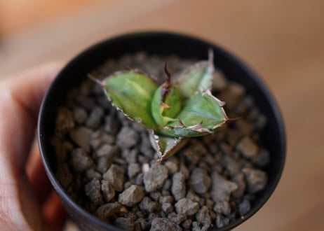 Agave titanota black＆blue 子株　No.2