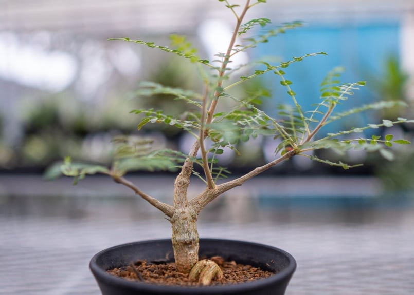 ボスウェリア ネグレクタ | mana's farm:塊根植物・アガベ・ドライ