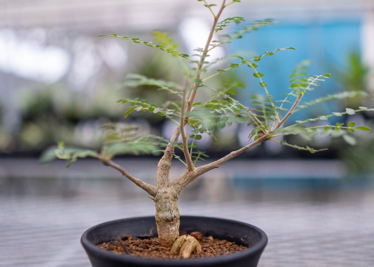 ボスウェリア ネグレクタ 現地球 良型 伝市鉢 低重心 Boswellia