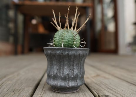 ユーフォルビア　バリダ　”塊根植物スターターセット”