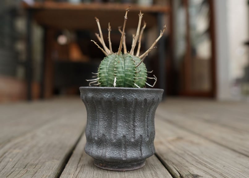 ユーフォルビア バリダ ”塊根植物スターターセット” | mana's farm