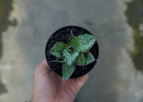 アガベ　チタノタ　 ブラックアンドブルー 　Agave titanota black and blue　No.3