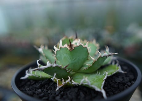 アガベ　チタノタ　フィリグリー　agave titanota filigree　No.1