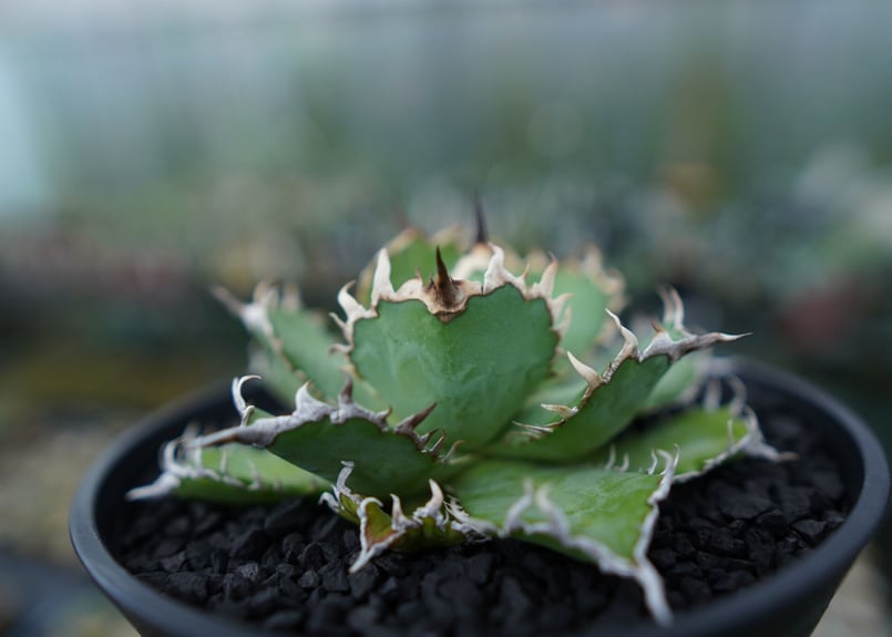 アガベ チタノタ フィリグリー agave titanota filigree No.1 |