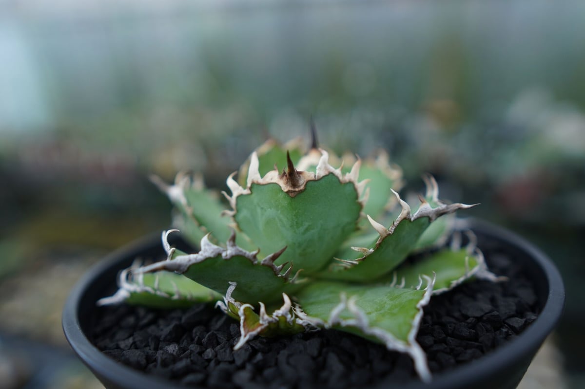 アガベ チタノタ フィリグリー 群生株 【公式通販】