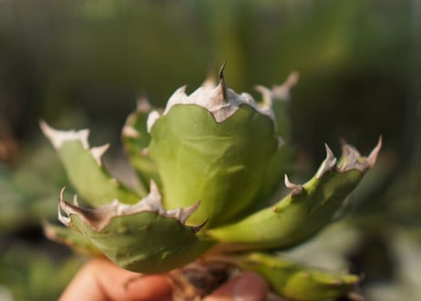 agave　姫厳竜　№11