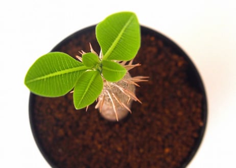 パキポディウム ホロンベンセ　 Pachypodium rosulatum var. horombense  ２