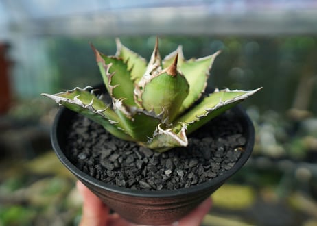 アガベ　チタノタ　レッドキャットウィーズル　Agave titanota Red catweezle　No.5
