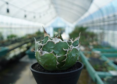 アガベ　チタノタ　白鯨　Agave titanota White whale