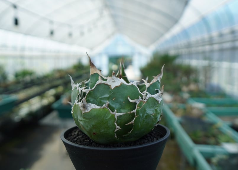 アガベ チタノタ 白鯨 Agave titanota White whale | mana's