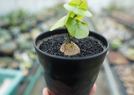 亀甲竜　Dioscorea elephantipes