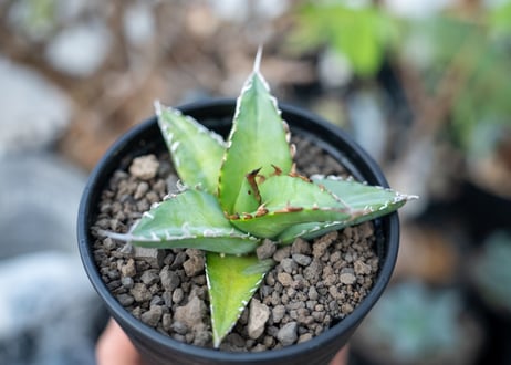 アガベ　オテロイ　agave oteroi　No.2