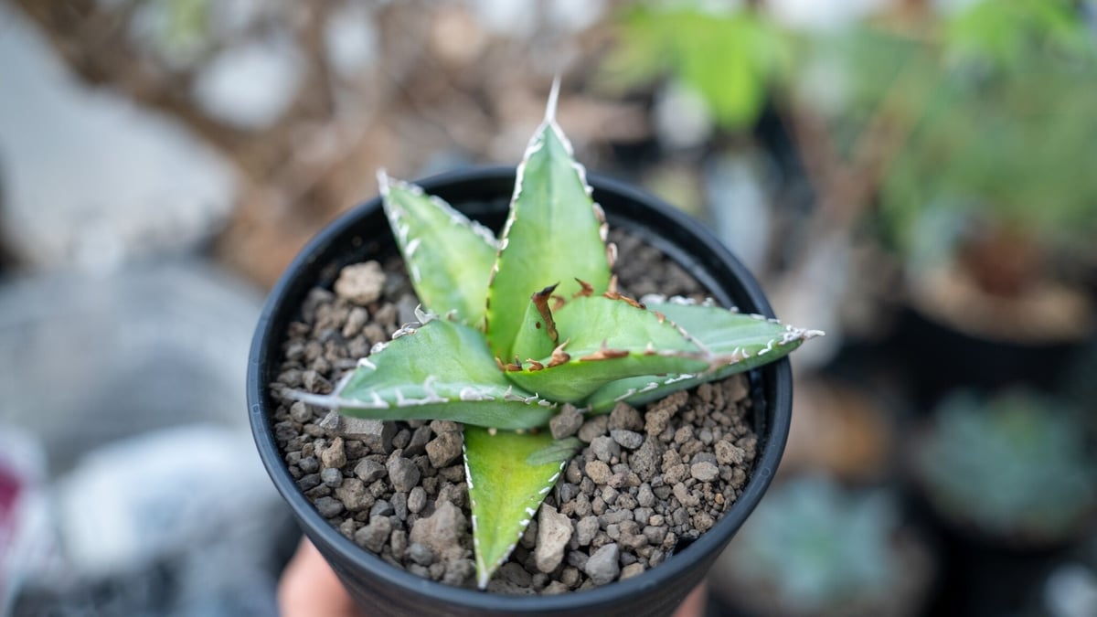 アガベ オテロイ agave oteroi No.2 | mana's farm:塊根植物・ア