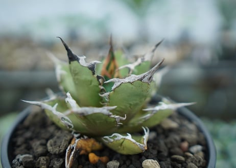 アガベ　チタノタ　FO-76　agave titanota  FO-76　No.8