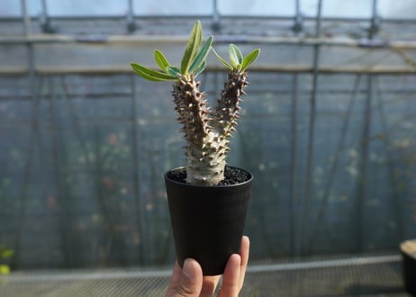 パキポディウム　デンシフローラム Pachypodium densiflorum   No.1