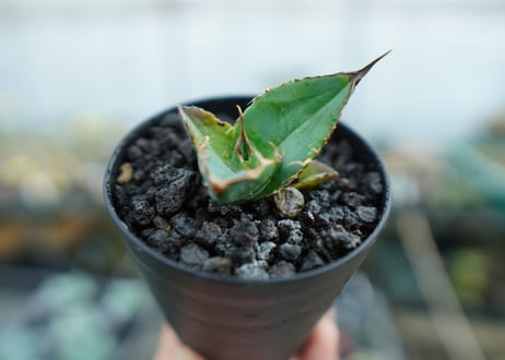 カキコアガベ　チタノタ　FO-76　agave titanota  FO-76　子株