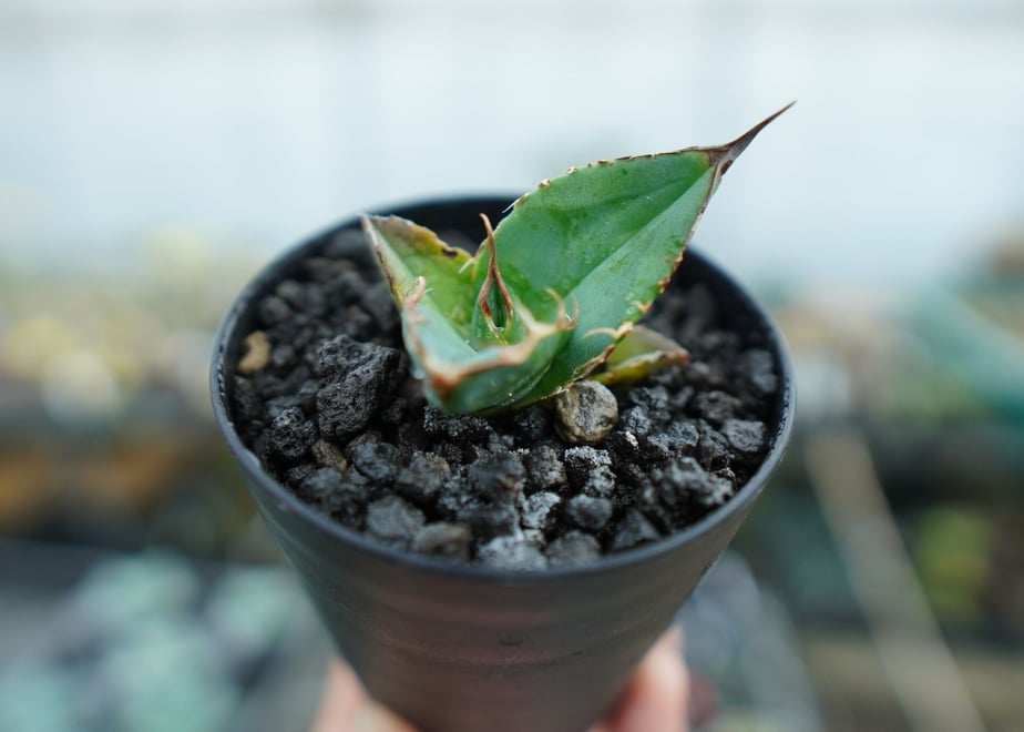 63e468b87d65da094214dd6c