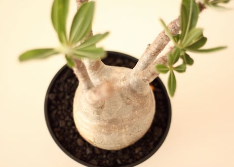 Pachypodium Gracilius パキポディウム  グラキリス  №１