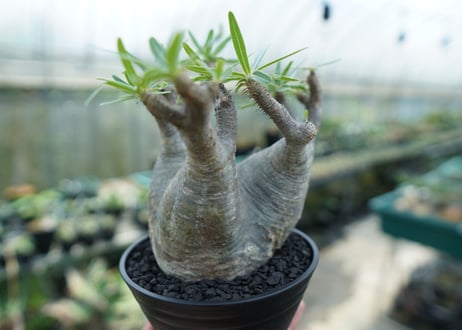 パキポディウム　グラキリス　 Pachypodium Gracilius  No.2
