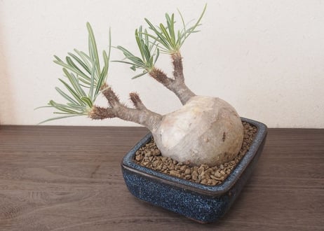 パキポディウム グラキリス Pachypodium Gracilius no.2