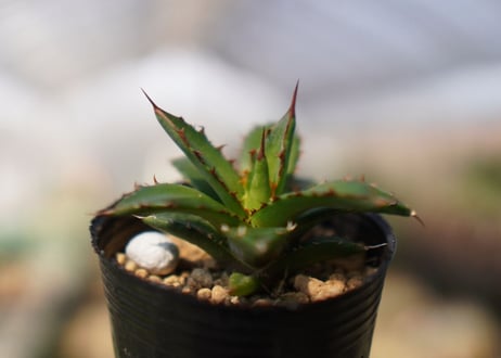 agave　ホリダ