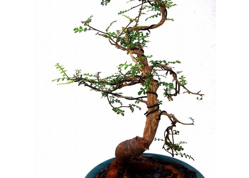 オペルクリカリア デカリー Operculicarya decaryi根差し株 Operculicarya decaryi オペルクリカリア・デカリー | mana's fa