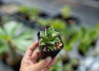 パキポディウム アンボンゲンセ 実生 №3 | mana's farm:塊根植物