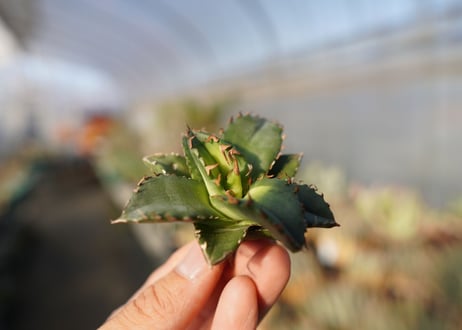agave titanota ソーラーエクリプス　 NO.3
