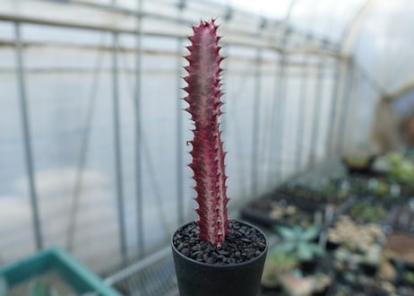 ユーフォルビア　紅彩雲閣　Euphorbia trigona f. rubra