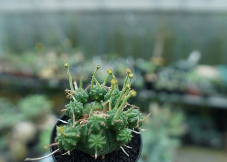ユーフォルビア　バリダ　Euphorbia valida　No.8