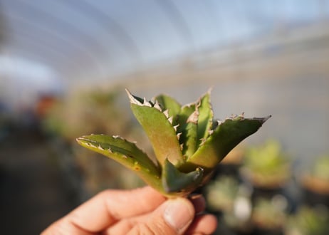 agave titanota white fire　白火焔　 NO.1