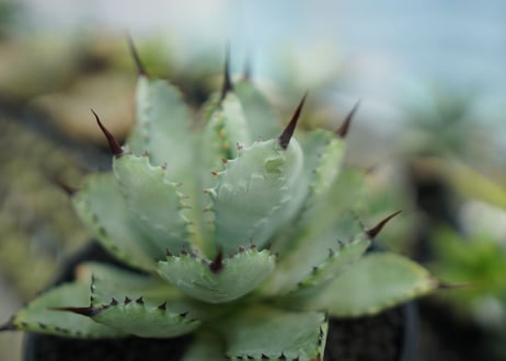 アガベ　マクロアカンサ×ポタトラム　 Agave macroacantha×potatorum  No.2