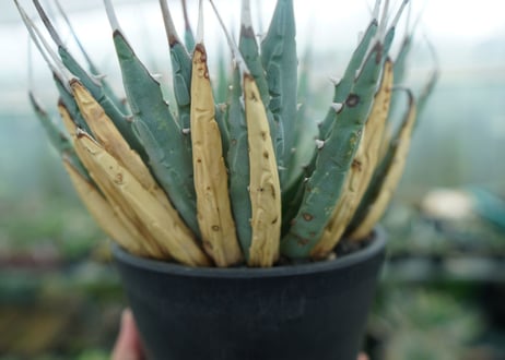 アガベ　ユタエンシス　Agave uthaensis　No.6