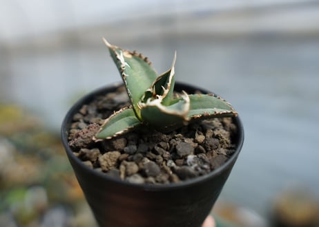 アガベ　チタノタ　狼人　agave titanota "狼人"　No.2