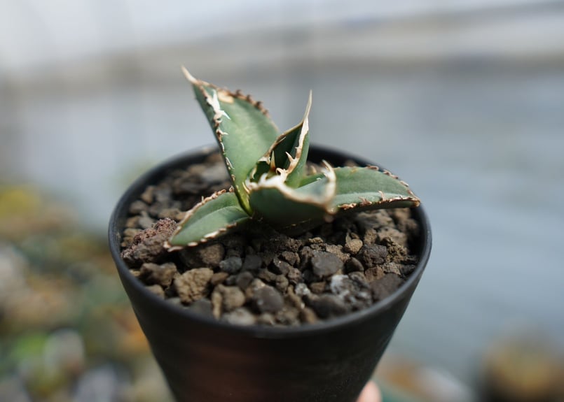 アガベ チタノタ 狼人 agave titanota 