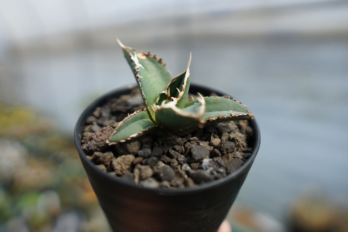 アガベ チタノタ 狼人 agave titanota 