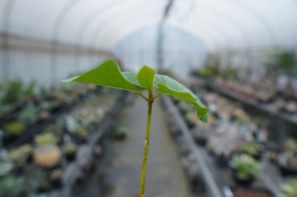 フィカス パルメリー Ficus palmeri | mana's farm:塊根植物・アガベ