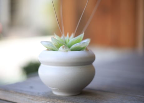ハオルチア　Haworthia
