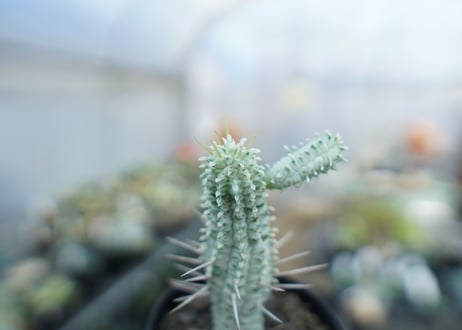 ユーフォルビア　ミルクトロン　Euphorbia mammillaris cv. variegat　No.2