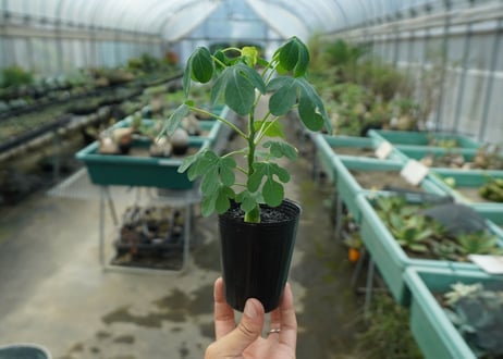 アデニア　グラウカ　Adenia glauca  No.4